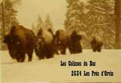 Bisons