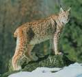 lynx